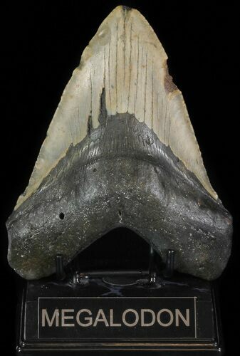 Fossil Megalodon Tooth - Huge Tooth #66131